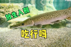 外来生物鳄雀鳝可食用吗视频封面