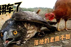 倒霉老鹰妄想捕捉小鸡，谁料小鸡没捉到，老鹰却被母鸡一顿修理视频封面