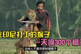在印尼打工的猴子，一天摘几百个椰子，只包吃住，没有“工资”视频封面