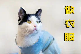 用旧衣服给猫咪做新衣服，不用一针一线，结果做出来不忍直视！