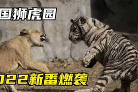 老虎狮子被隔开，雄狮新生代磨刀霍霍 | 狮虎园现状纪录片视频封面