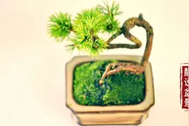 盆景不养松到老一场空，清新脱俗的微型小松树盆景欣赏，玲珑小巧