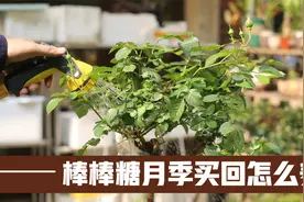 棒棒糖月季开花了，园艺师教你，新买回家的棒棒糖月季怎么养视频封面
