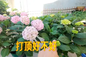 绣球花无尽夏对比实验：正常修剪、连续打顶，哪棵开花性更好？