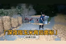 农民把收获后的湿玉米囤起来，既不怕发霉也不卖，背后有奥秘