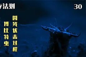 深海怪兽竟是一种虫子，博比特虫体长三米，伏击专家慢慢蚕食猎物视频封面