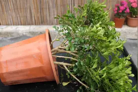 开春这样给米兰花换盆，添加两料花期开花满盆视频封面