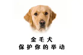 金毛这些举动，是在保护你！