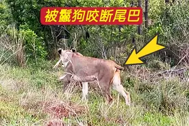母狮被鬣狗咬断尾巴，两姐妹出手相救后，它们想再次入侵鬣狗地盘视频封面