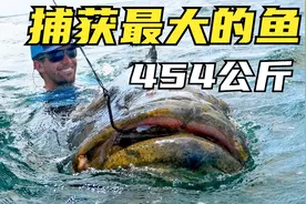 9个世界上被捕获的最重的鱼，最重的鱼454公斤，如何把鱼拉上来？视频封面