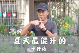 夏天最能开的10种花，越热越能开，最长花期180天