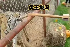 虎王为了一口吃的，火力全开与人类进行拔河比赛，训的服服帖帖的视频封面