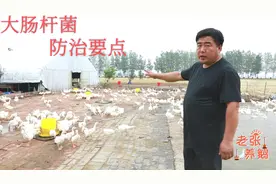 鹅拉稀拉成僵苗，场地潮湿的养户这样防治，这些因素都要考虑在内视频封面