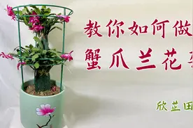 蟹爪兰花架制作视频封面