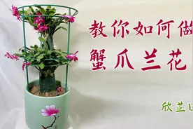 蟹爪兰花架制作视频封面