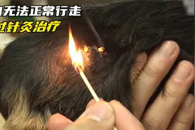 小狗的双腿被钢钉固定，只能倒立行走，最后通过针灸治疗恢复正常视频封面