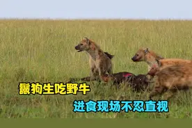 鬣狗活吃二百斤野牛，一点一点吃，进食现场如同行刑