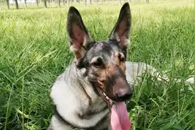 狼青犬真名日本犬，地地道道的日本狗，源于“战争罪恶”