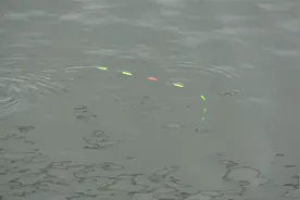 水底环境复杂，朝天钩挂蚯蚓底钓鲫鱼，鲫鱼咬钩都是有力的顶漂