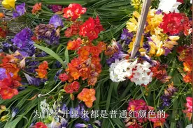 香雪兰就得“地栽”，开花五颜六色，香味十足，好养花期长
