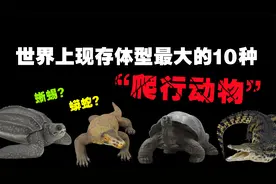 现存最大的10种爬行动物，网纹蟒的可怕程度要远超我们的认知！视频封面