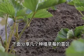 草莓移栽成活率低，这几个种植雷区你避开几个，赶紧学学增产增收视频封面