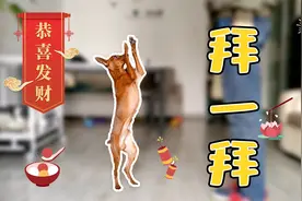 这么教，狗狗也会恭喜发财拜一拜，过年讨红包全靠它了！视频封面