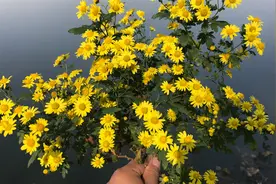 农村的野菊花是个宝，教你制作菊花茶的方法，简单省事视频封面