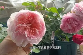 伊芙系列月季，月季中的贵族，个个都是大花浓香，非常优秀