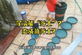 土里加了“童子尿”，会变营养土吗？答案很惊喜视频封面