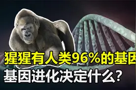 黑猩猩与人类96%基因相似，却没有成为人类，基因究竟决定什么？视频封面