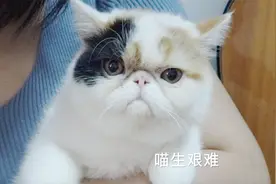 笑死了！猫咪对男女主人截然不同的反应！视频封面