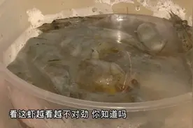 鲜虾出现“蓝身”？“染色大虾”加了药？市民：“这还能吃吗”？视频封面