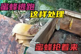 诱蜂箱蜜蜂逃跑，师傅教你这样处理，蜜蜂抢着来！视频封面