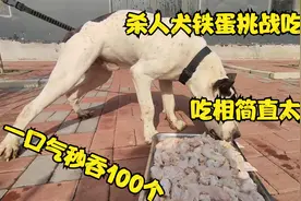 杀人犬铁蛋瘦到皮包骨，挑战一口气吞100个鸡头，吃相简直太凶猛视频封面