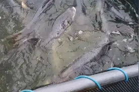 佛山高档次吊水8斤大头，好货条条都是精品视频封面