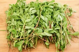 马齿苋这个做法太好吃了，这样一次做一大盆不够吃，营养又美味