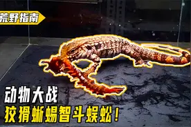 蜥蜴对战蜈蚣，大战一触即发，结局却难逃命运！视频封面