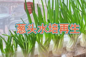 超市买来的小香葱，切下葱头水培再生小香葱，一捆变两捆！视频封面
