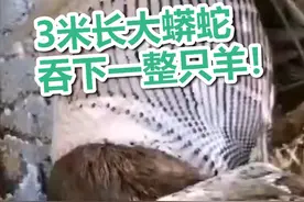吓人！泉州3米长大蟒蛇“生吞”30多斤活羊 蜷缩路旁行动困难视频封面