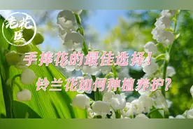 手捧花的最佳选择！铃兰花如何种植？老花医开箱评测视频封面