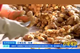 订单出海！山东安丘：生姜出口大幅增加|经济信息联播