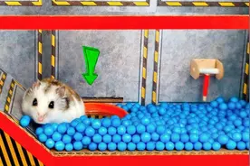 仓鼠冒险王：机械世界是什么样子的呢，我们跟着仓鼠去看一看吧！视频封面