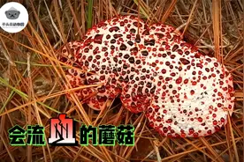 墙上为什么会长蘑菇，蘑菇为什么会下蛋，如何分辨毒蘑菇？视频封面