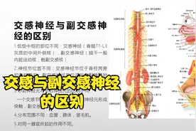 系统解剖学-周围神经系统之内脏神经的交感与副交感神经的区别