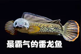 一万块1条鱼，原产地已保护起来，号称最霸气的雷龙鱼