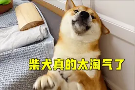 养柴犬还是养母的吧，像我家这样的公柴犬，每天拆家你能受得了么视频封面