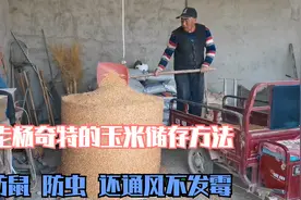 老杨储存玉米的土方法，不仅防鼠防虫还通风不发霉，这方法真不错视频封面
