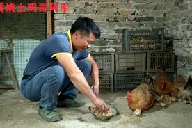 三只母鸡同时孵出小鸡，放在一起鸡妈妈们能认出自己的孩子吗视频封面