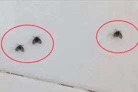 家里卫生间又有小黑虫，教你简单一招，家里再也不会有小飞虫出现视频封面